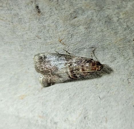 Acrobasis advenella  - Thomas Lux