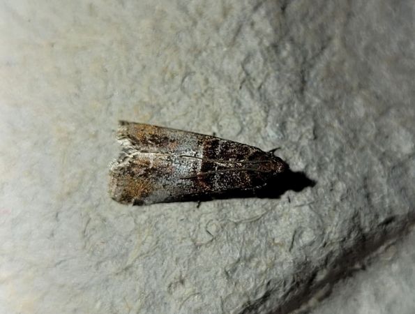 Acrobasis advenella  - Thomas Lux