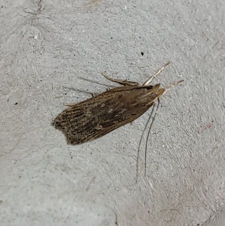 Helcystogramma triannulella  - Thomas Lux