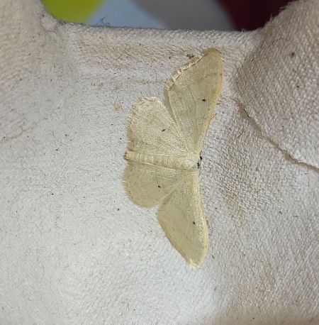 Idaea straminata  - Thomas Lux