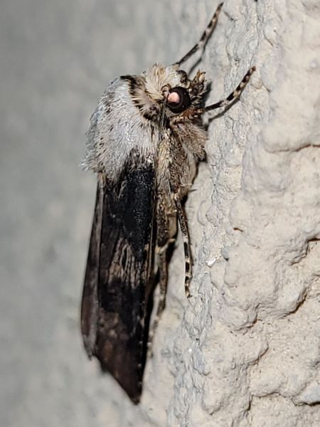 Noctuelle des renouées  - Thomas Lux