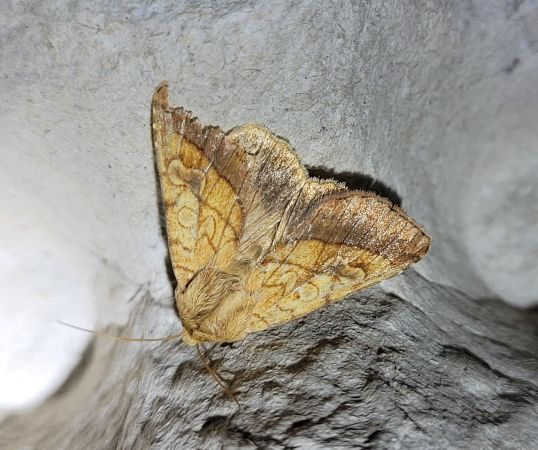 Pyrrhia umbra  - Thomas Lux
