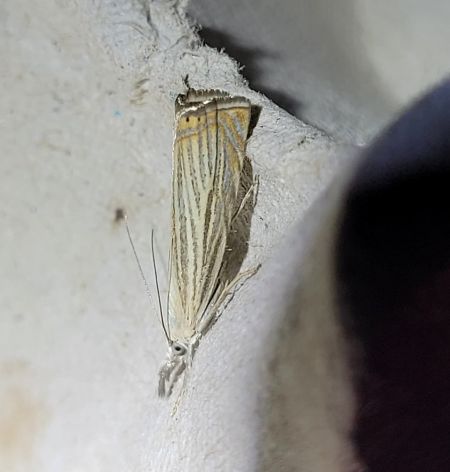 Crambus des jardins  - Thomas Lux