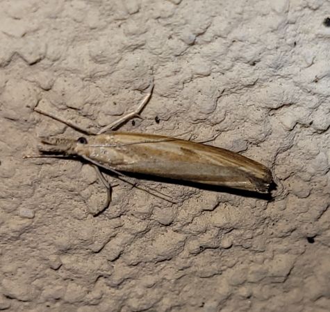 Agriphila inquinatella  - Thomas Lux