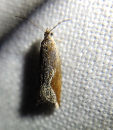 Ancylis diminutana  - Thomas Lux