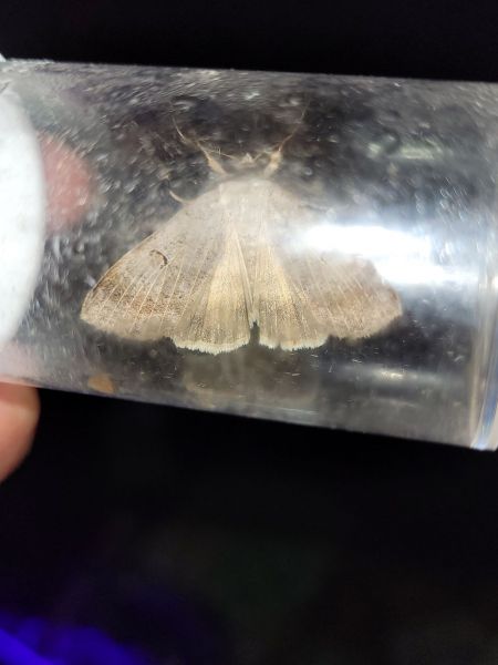 Lygephila craccae  - Thomas Lux