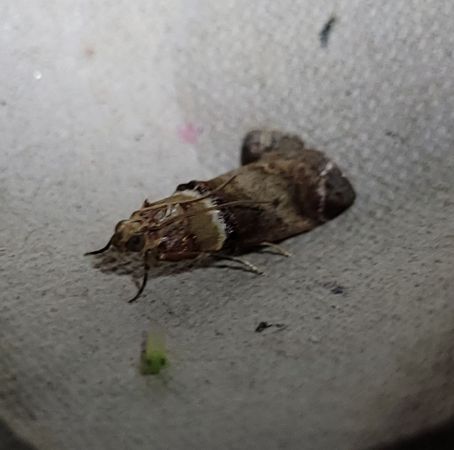 Acrobasis tumidana  - Thomas Lux