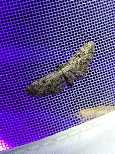Eupithecia icterata  - Thomas Lux