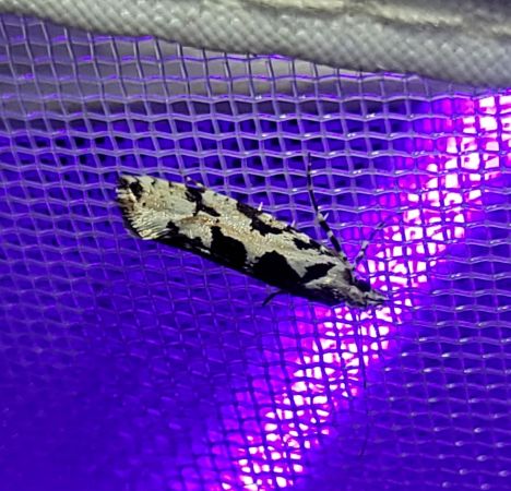 Ypsolopha sequella  - Thomas Lux