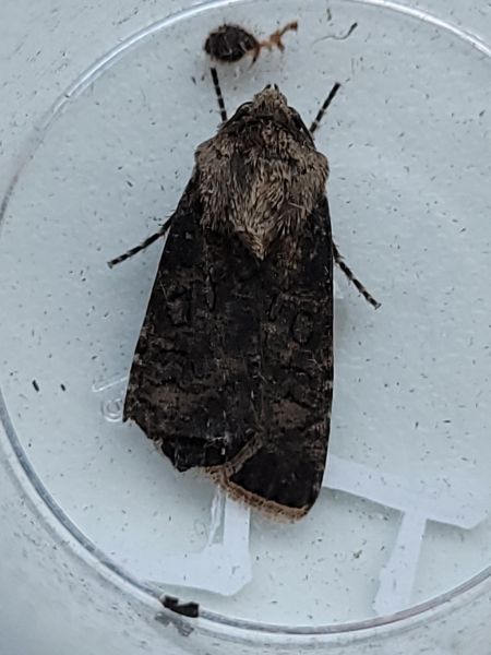 Euxoa nigricans  - Thomas Lux