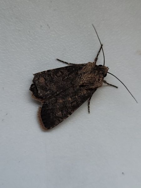 Euxoa nigricans  - Thomas Lux
