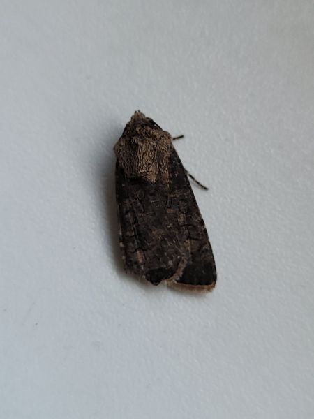 Euxoa nigricans  - Thomas Lux