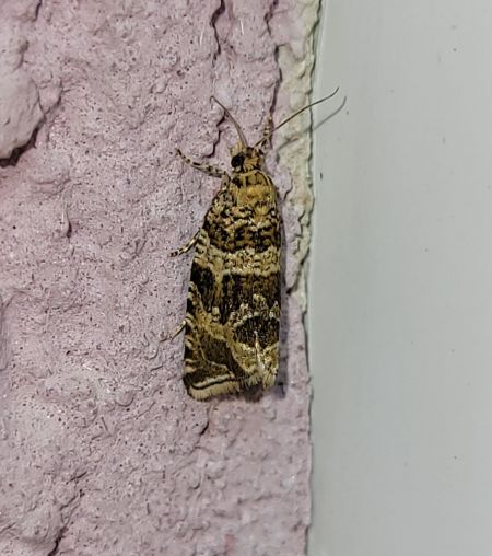 Syricoris rivulana  - Thomas Lux