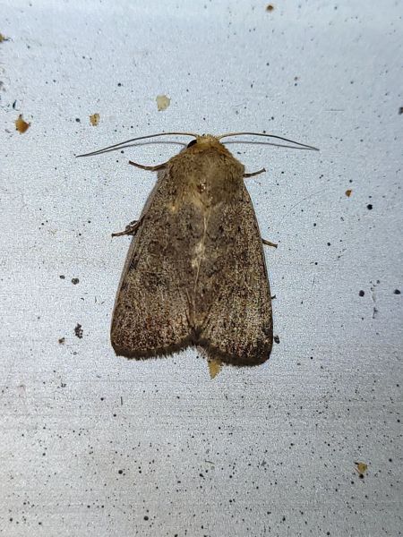 Graphiphora augur  - Thomas Lux