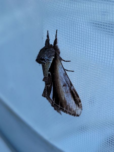 Bombyx dyctéoïde (Faïence)  - Thomas Lux