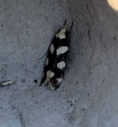 Pseudotelphusa tessella  - Thomas Lux
