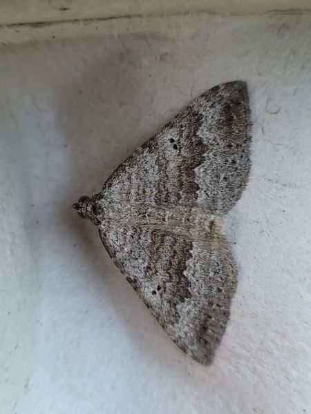 Scotopteryx bipunctaria  - Thomas Lux