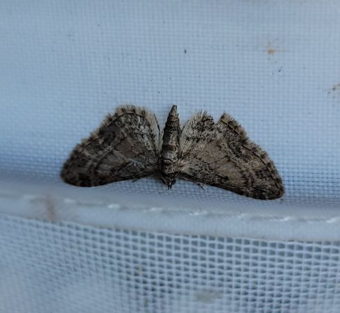 Eupithecia inturbata  - Thomas Lux