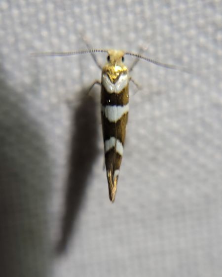 Argyresthia goedartella  - Thomas Lux