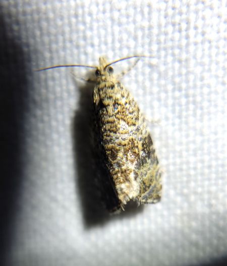 Celypha lacunana  - Thomas Lux
