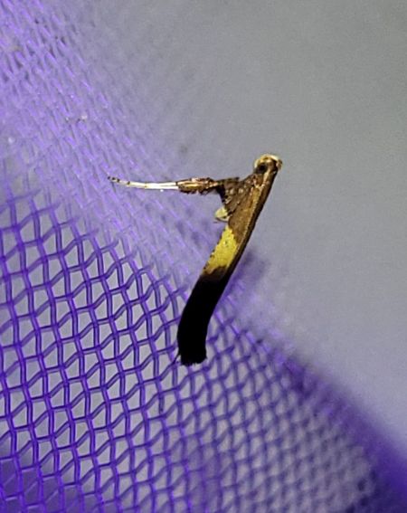 Caloptilia sp.  - Thomas Lux