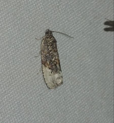 Hedya ochroleucana 