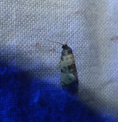 Cochylis dubitana 