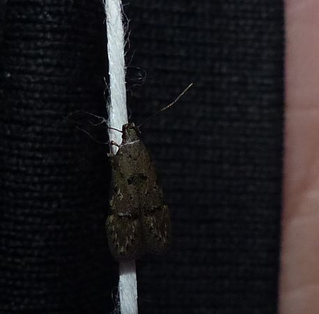 Teleiodes vulgella 