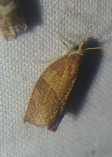 Pandemis corylana 