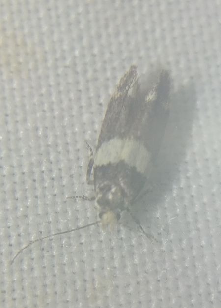 Recurvaria leucatella 
