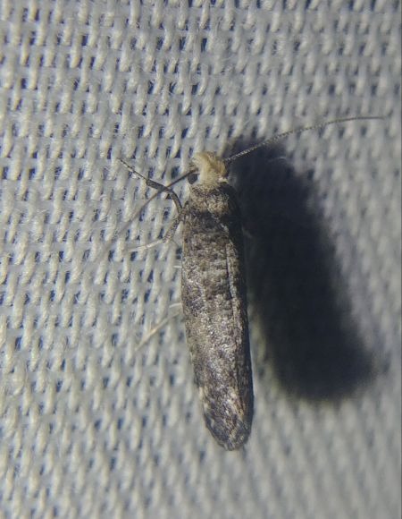 Paraswammerdamia nebulella 