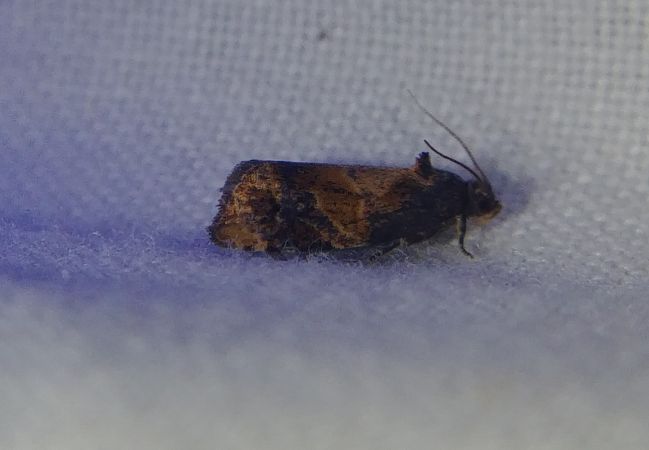 Ditula angustiorana 