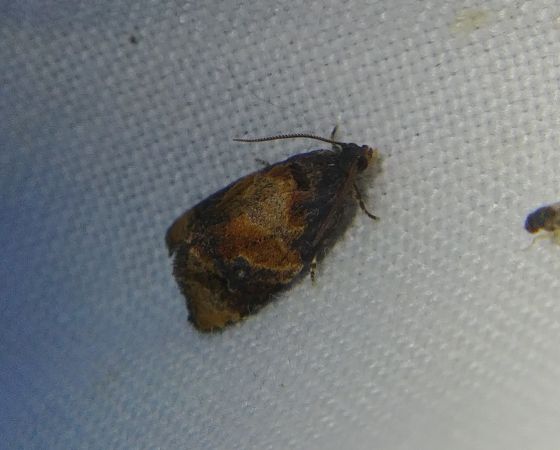 Ditula angustiorana 