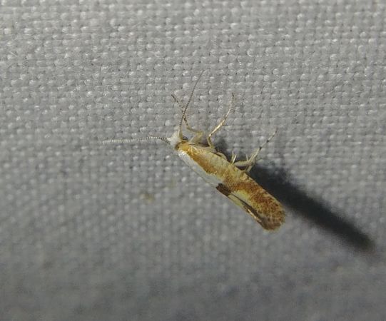 Argyresthia pruniella 