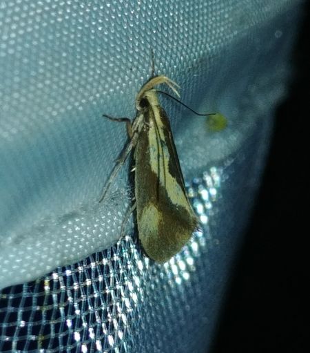 Harpella forficella 