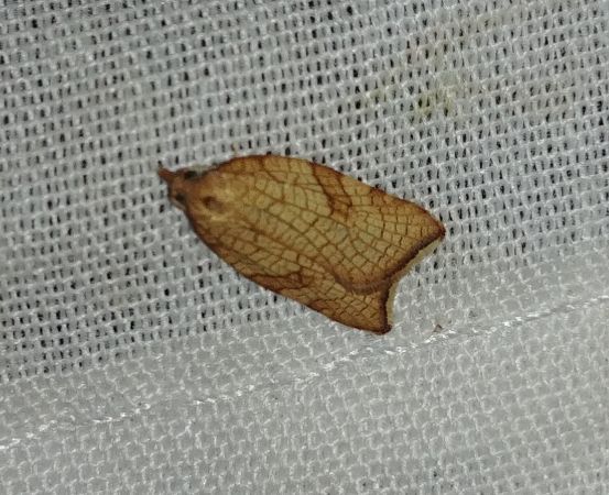 Pandemis corylana 