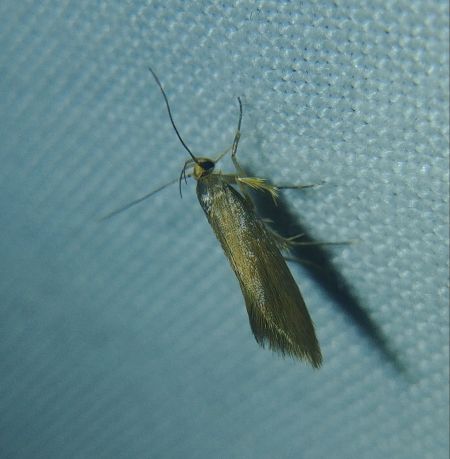 Crassa unitella 