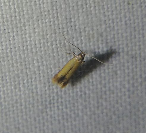 Coptotriche marginea 