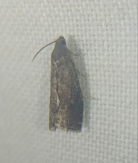 Grapholita sp. 