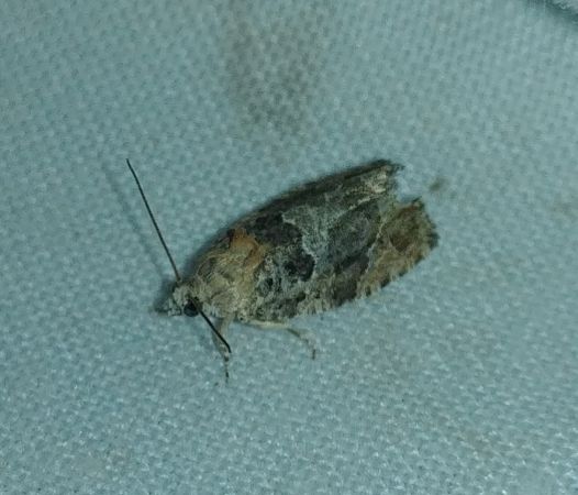 Eudemis profundana 