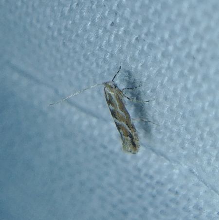 Phyllonorycter sp. 