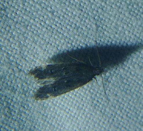 Dichomeris alacella 