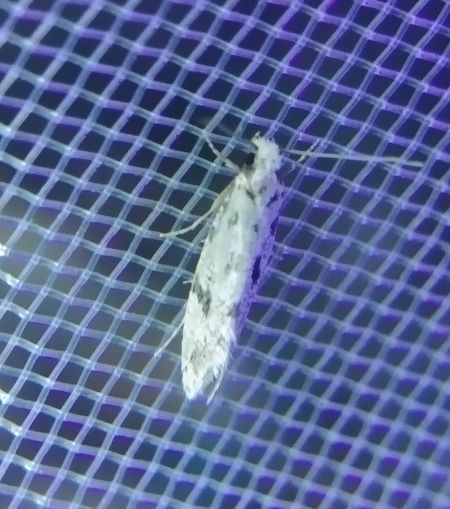 Chionodes electella 
