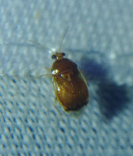 Deraeocoris lutescens 