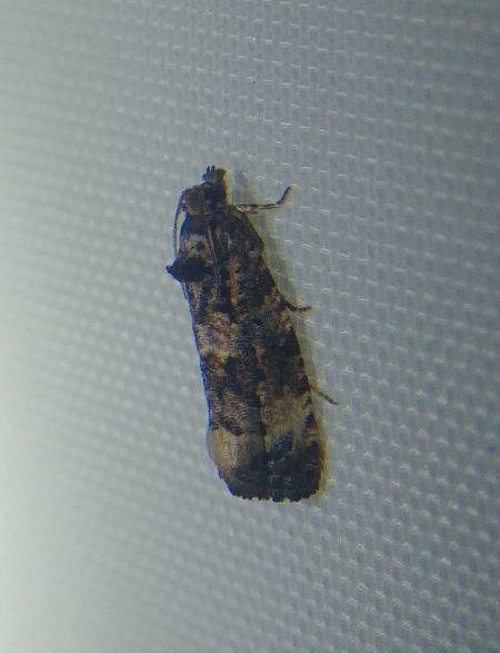 Endothenia sp. 