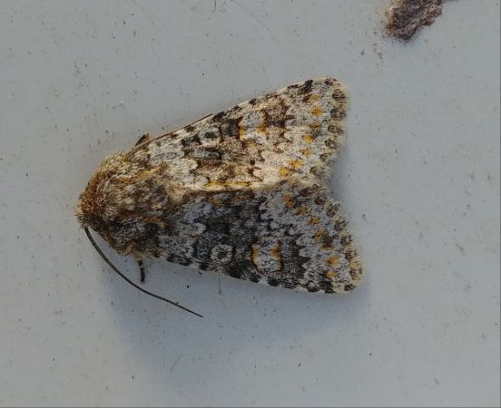 Hecatera dysodea 