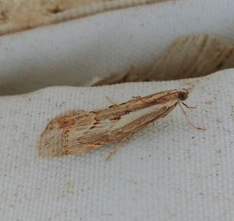 Agriphila geniculea 