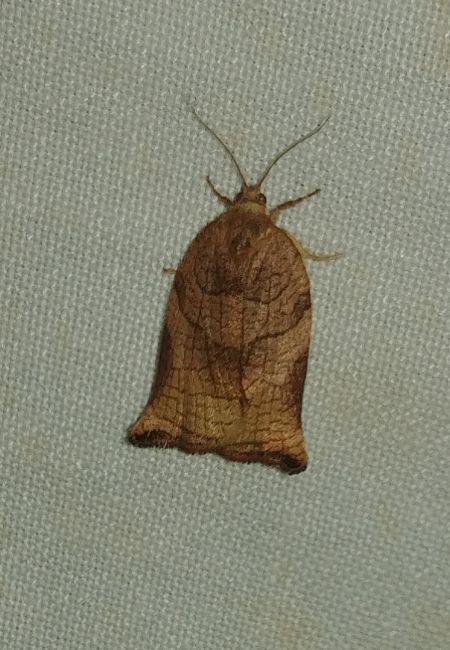 Archips podana 