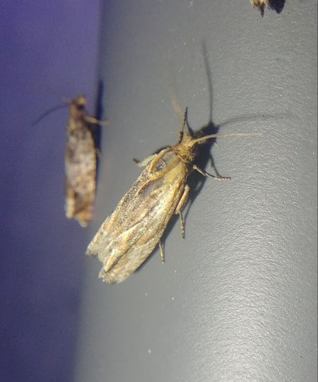 Eucosma sp. 