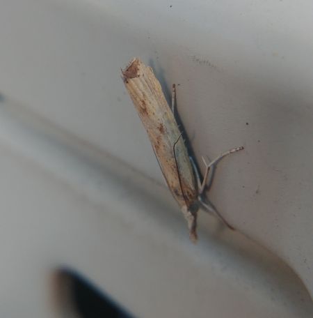 Pediasia contaminella 
